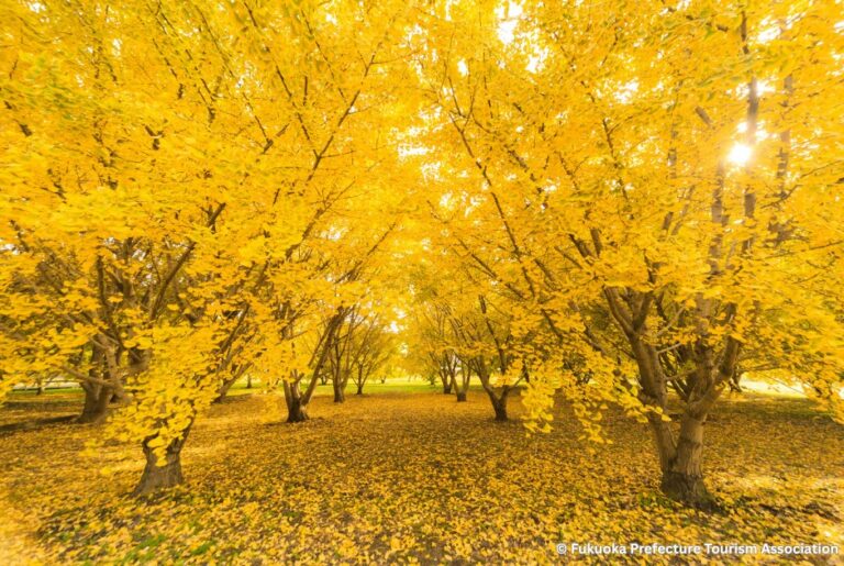 Autumn Season Gingkos leaves at Taibaru in Fukuoka, Japan, Spectrum of the Seas Asia Autumn Sailing Japan and Korea Gems.